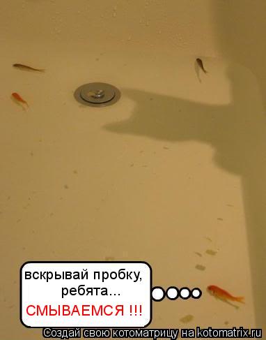 вскрывай пробку, ребята... СМЫВАЕМСЯ !!!... Котоматрица: вскрывай пробку, ребята... СМЫВАЕМСЯ !!!
