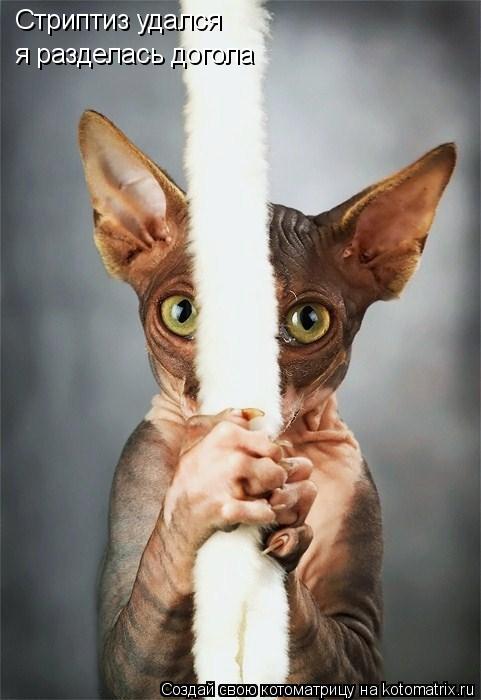 Стриптиз удался я разделась догола... Котоматрица: Стриптиз удался я разделась догола