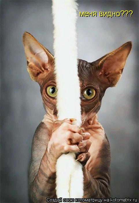 меня видно???... Котоматрица: меня видно???