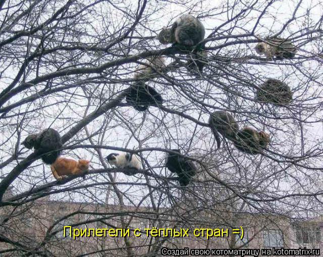 Прилетели с тёплых стран =)... Котоматрица: Прилетели с тёплых стран =)