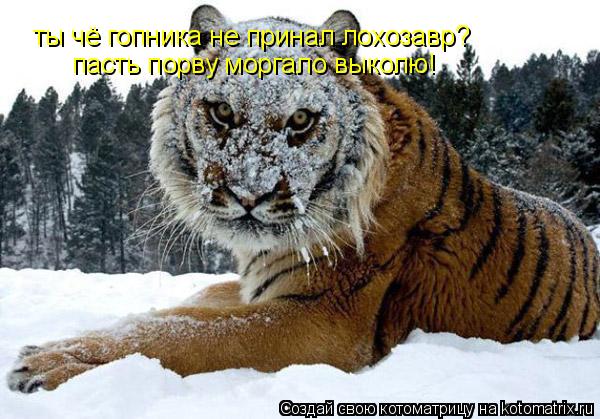 ты чё гопника не принал лохозавр? пасть порву моргало выколю!... Котоматрица: ты чё гопника не принал лохозавр? пасть порву моргало выколю!