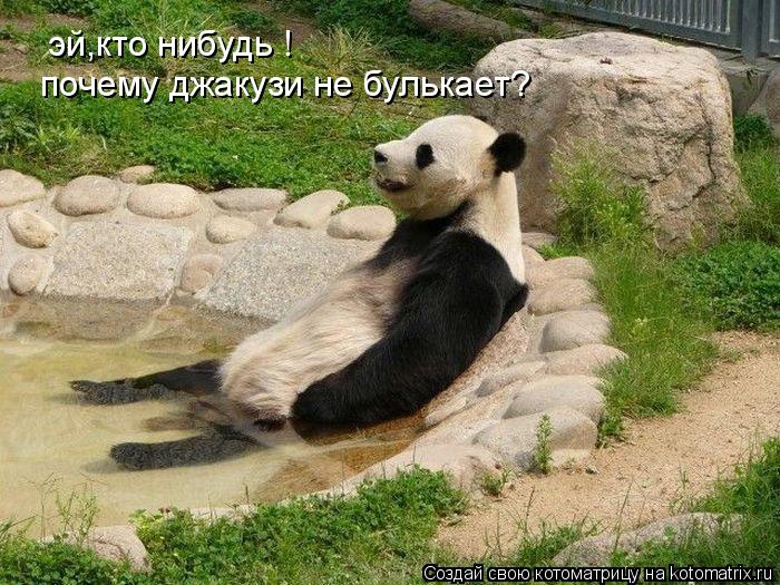 эй,кто нибудь ! почему джакузи не булькает?... Котоматрица: эй,кто нибудь ! почему джакузи не булькает?