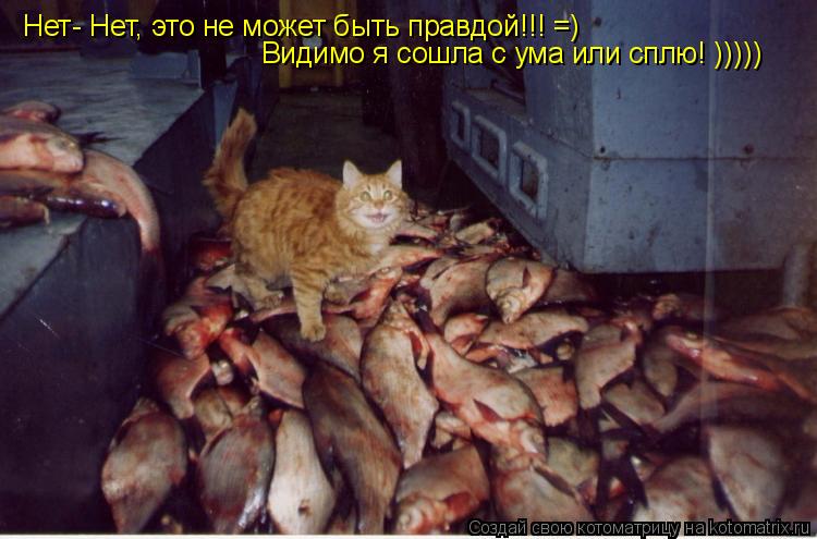 Нет- Нет, это не может быть правдой!!! =) Видимо я сошла с ума или сплю! )))))... Котоматрица: Нет- Нет, это не может быть правдой!!! =) Видимо я сошла с ума или сплю! )))))