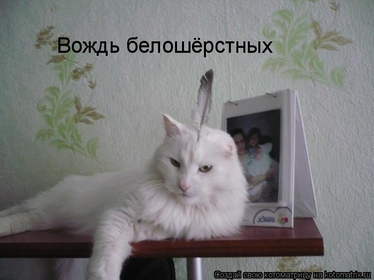 Вождь белошёрстных... Котоматрица: Вождь белошёрстных