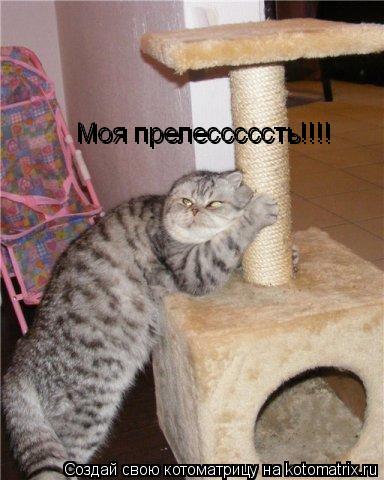 Моя прелесссссть!!!! Моя прелесссссть!!!!... Котоматрица: Моя прелесссссть!!!! Моя прелесссссть!!!!