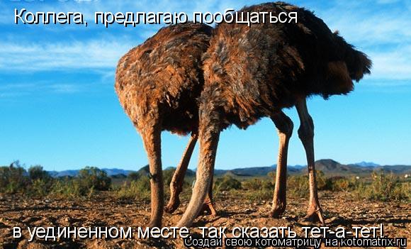Коллега, предлагаю пообщаться в уединенном месте, так сказать тет-а-тет!... Котоматрица: Коллега, предлагаю пообщаться в уединенном месте, так сказать тет-а-тет!