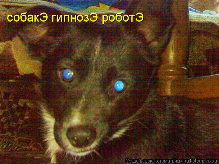собакЭ гипнозЭ роботЭ... Котоматрица: собакЭ гипнозЭ роботЭ