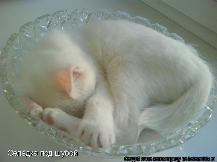 Селёдка под шубой... Котоматрица: Селёдка под шубой