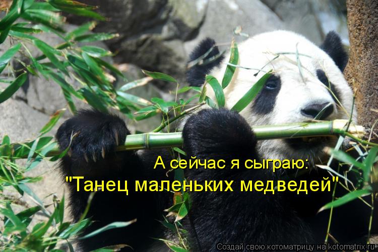 Котоматрица: А сейчас я сыграю:  "Танец маленьких медведей"