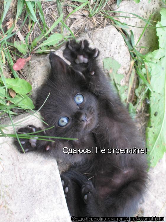Сдаюсь! Не стреляйте!... Котоматрица: Сдаюсь! Не стреляйте!