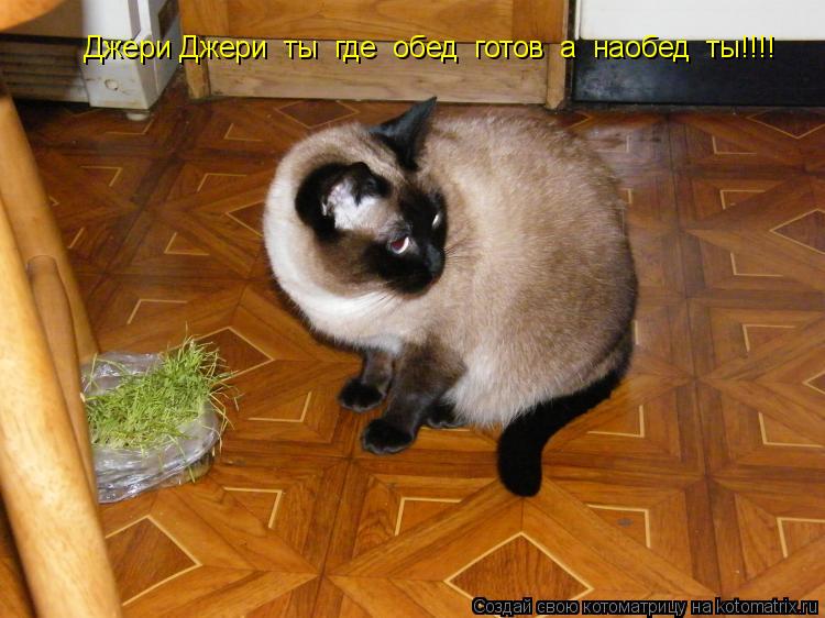 Джери Джери ты где обед готов а наобед ты!!!!... Котоматрица: Джери Джери ты где обед готов а наобед ты!!!!