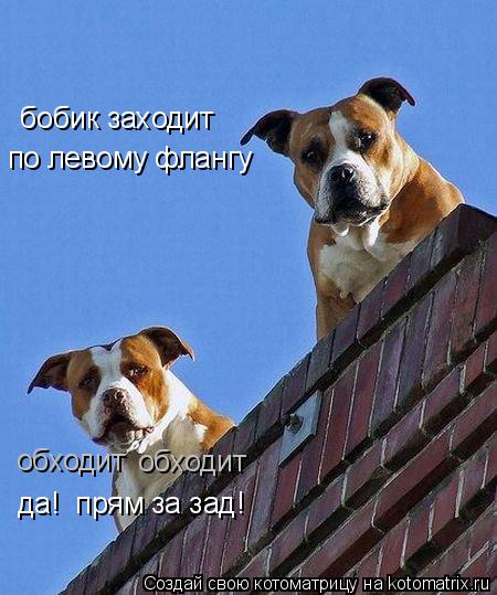 бобик заходит по левому флангу обходит обходит да! прям за зад!... Котоматрица: бобик заходит по левому флангу обходит обходит да! прям за зад!