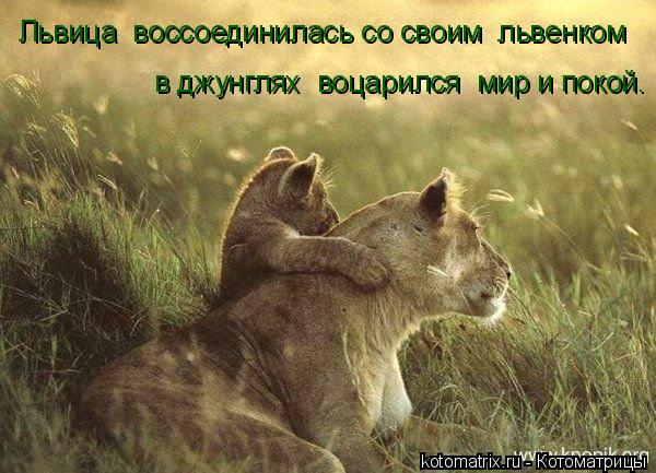Львица воссоединилась со своим львенком в джунглях воцарился мир и покой.... Котоматрица: Львица воссоединилась со своим львенком в джунглях воцарился мир и покой.