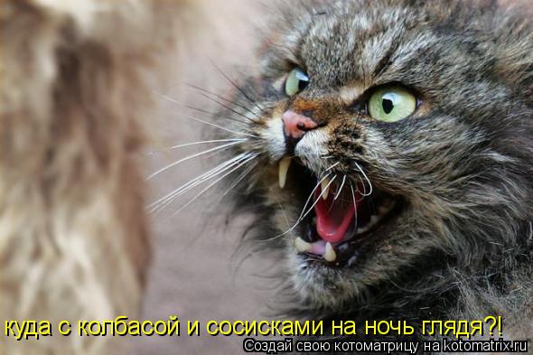 куда с колбасой и сосисками на ночь глядя?!... Котоматрица: куда с колбасой и сосисками на ночь глядя?!