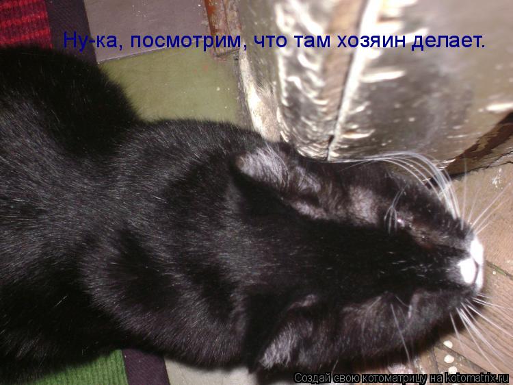 Ну-ка, посмотрим, что там хозяин делает.... Котоматрица: Ну-ка, посмотрим, что там хозяин делает.