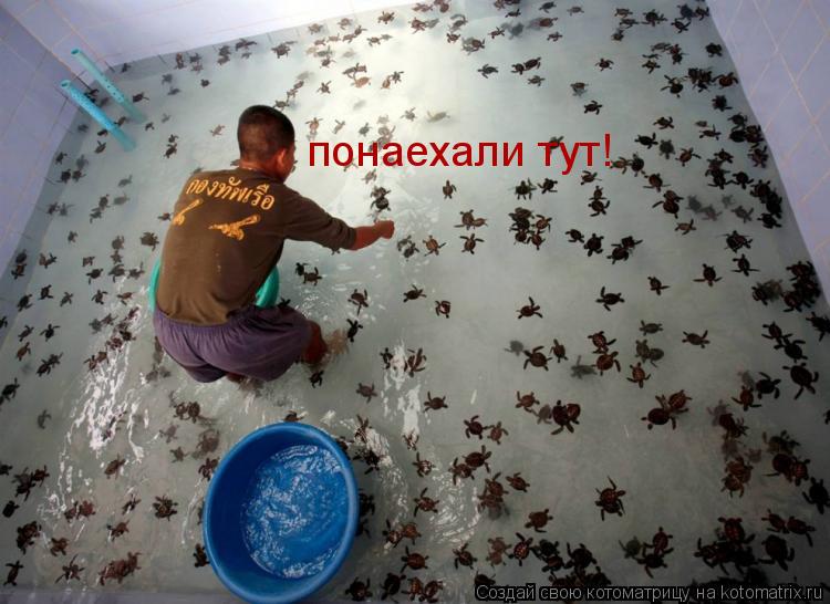 понаехали тут!... Котоматрица: понаехали тут!