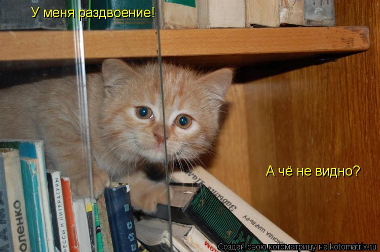 У меня раздвоение! А чё не видно?... Котоматрица: У меня раздвоение! А чё не видно?