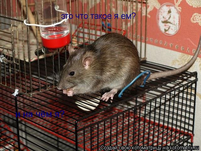 это что такое я ем? и на чём я?... Котоматрица: это что такое я ем? и на чём я?