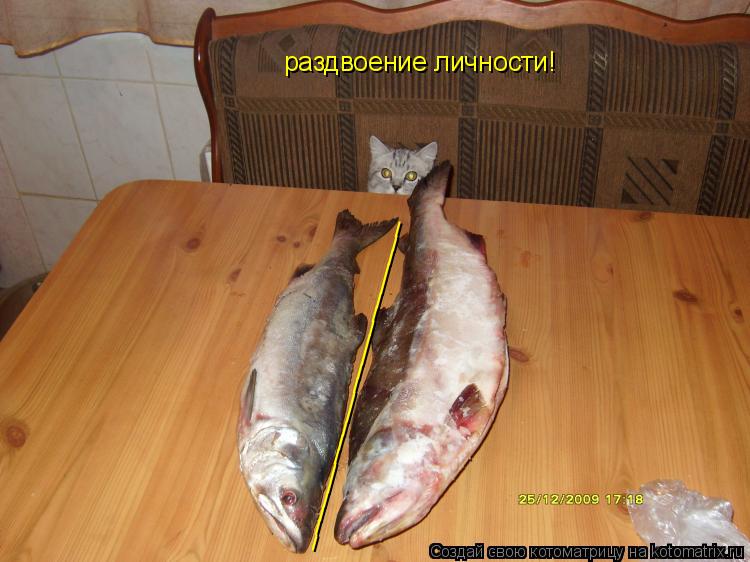 раздвоение личности! _______________________... Котоматрица: раздвоение личности! _______________________