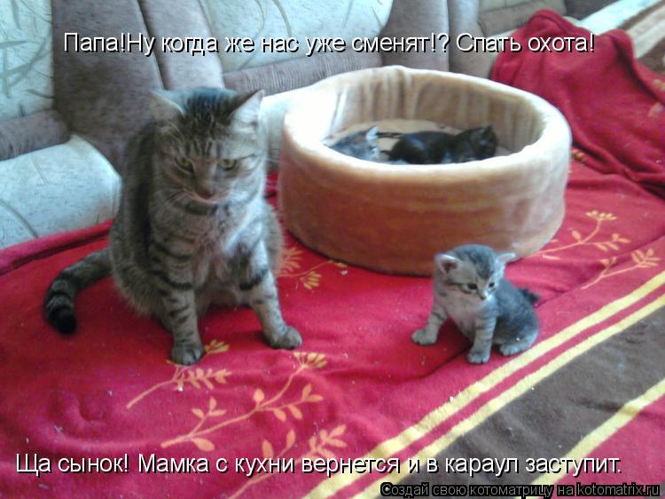 Папа!Ну когда же нас уже сменят!? Спать охота! Ща сынок! Мамка с кухни вернется и в караул заступит.... Котоматрица: Папа!Ну когда же нас уже сменят!? Спать охота! Ща сынок! Мамка с кухни вернется и в караул заступит.