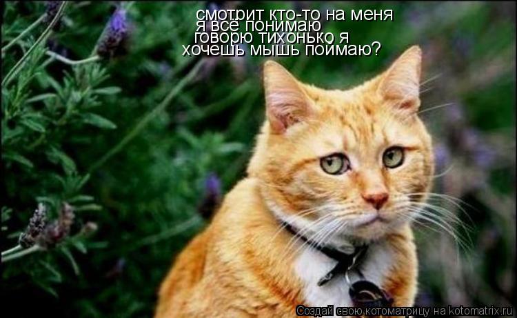 смотрит кто-то на меня я всё понимаю говорю тихонько я хочешь мышь поймаю?... Котоматрица: смотрит кто-то на меня я всё понимаю говорю тихонько я хочешь мышь поймаю?