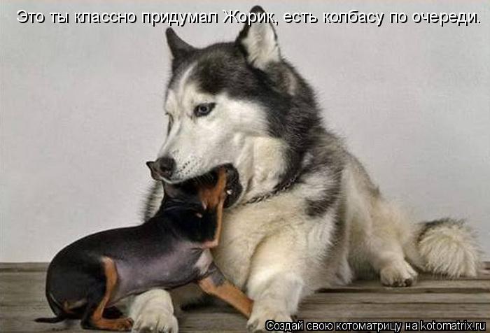 Это ты классно придумал Жорик, есть колбасу по очереди.... Котоматрица: Это ты классно придумал Жорик, есть колбасу по очереди.