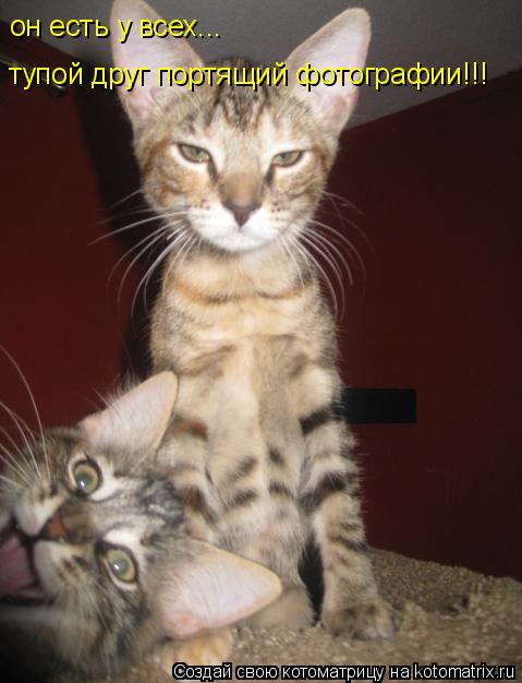он есть у всех... тупой друг портящий фотографии!!!... Котоматрица: он есть у всех... тупой друг портящий фотографии!!!