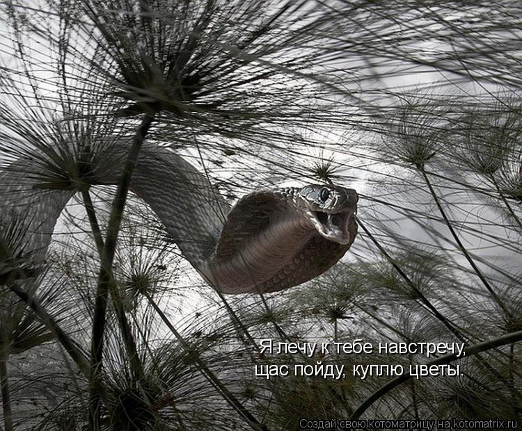 Я лечу к тебе навстречу, щас пойду, куплю цветы.... Котоматрица: Я лечу к тебе навстречу, щас пойду, куплю цветы.