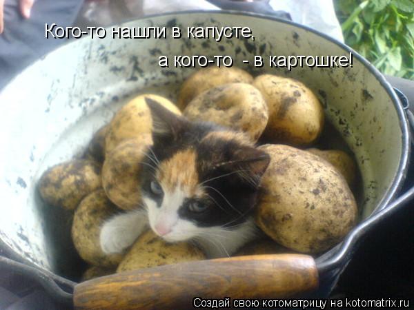 Кого-то нашли в капусте, а кого-то - в картошке!... Котоматрица: Кого-то нашли в капусте, а кого-то - в картошке!