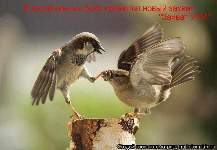 В воробьинных боях появился новый захват: "Захват УСИЭ "Захват УСИ"... Котоматрица: В воробьинных боях появился новый захват: "Захват УСИЭ "Захват УСИ"