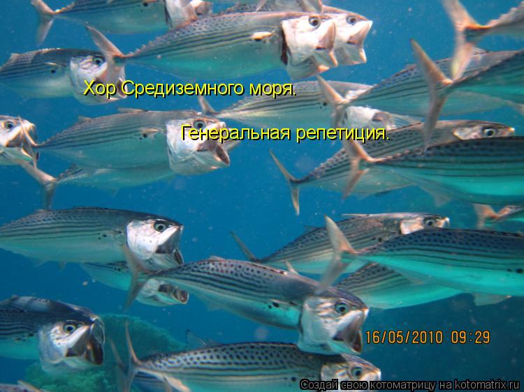 Хор Средиземного моря. Генеральная репетиция.... Котоматрица: Хор Средиземного моря. Генеральная репетиция.