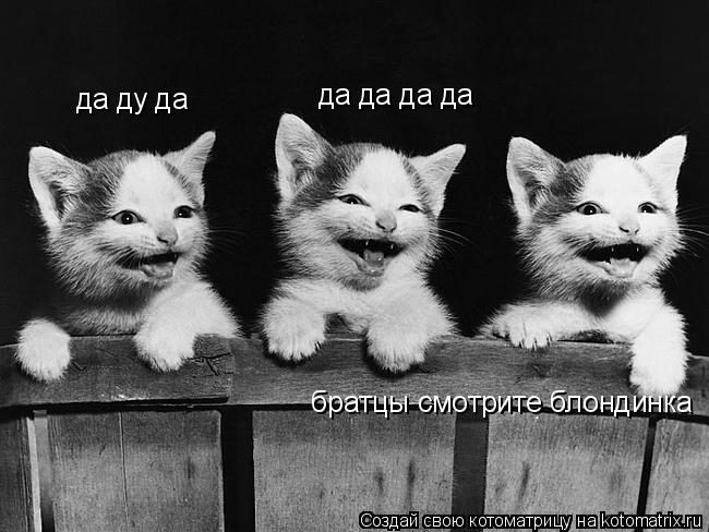 братцы смотрите блондинка да да да да да ду да... Котоматрица: братцы смотрите блондинка да да да да да ду да