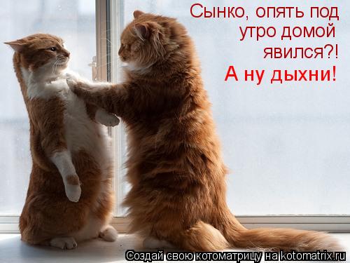 Сынко, опять под явился?! А ну дыхни! утро домой... Котоматрица: Сынко, опять под явился?! А ну дыхни! утро домой