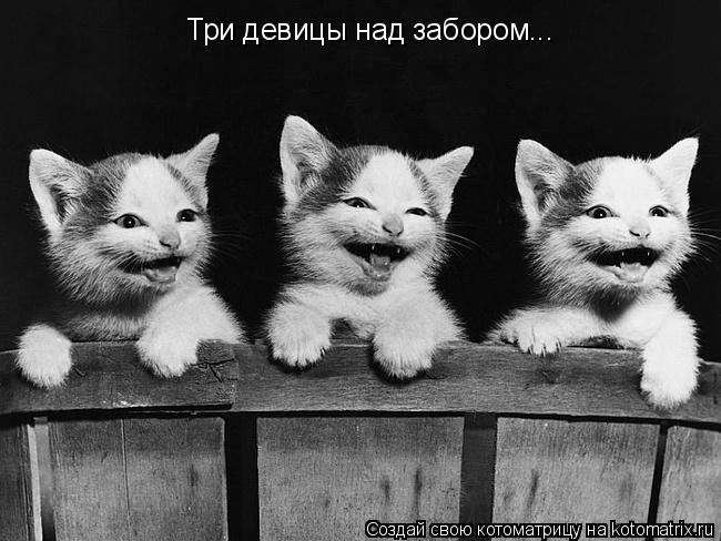 Три девицы над забором...... Котоматрица: Три девицы над забором...