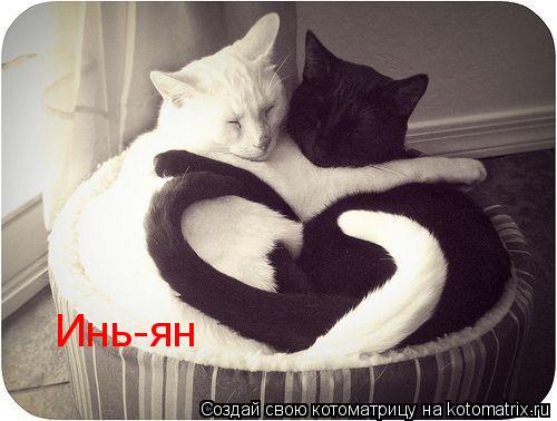 Инь-ян... Котоматрица: Инь-ян