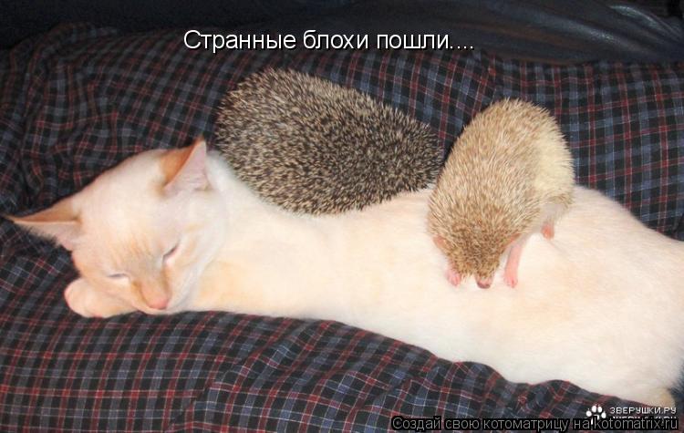 Странные блохи пошли....... Котоматрица: Странные блохи пошли....