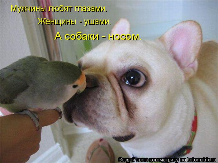 Мужчины любят глазами. Женщины - ушами. А собаки - носом.... Котоматрица: Мужчины любят глазами. Женщины - ушами. А собаки - носом.