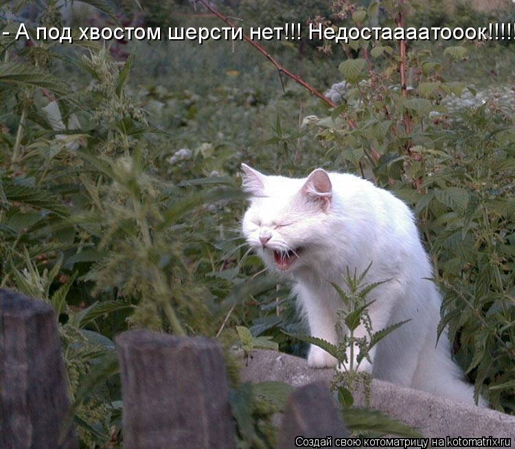 - А под хвостом шерсти нет!!! Недостаааатооок!!!!!... Котоматрица: - А под хвостом шерсти нет!!! Недостаааатооок!!!!!