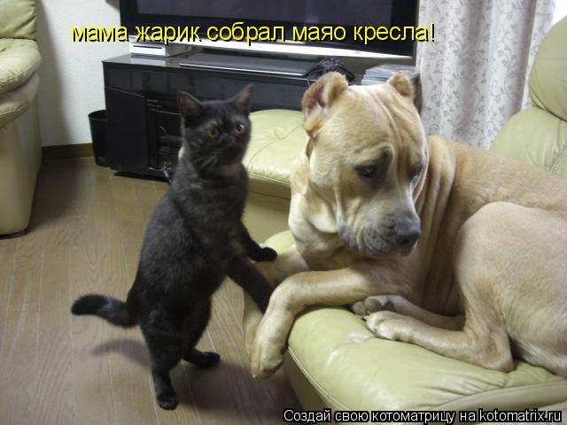 мама жарик собрал маяо кресла!... Котоматрица: мама жарик собрал маяо кресла!