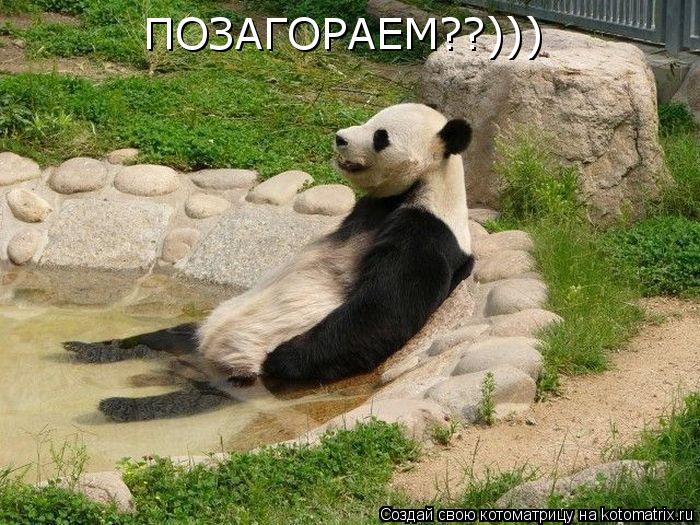 ПОЗАГОРАЕМ??)))... Котоматрица: ПОЗАГОРАЕМ??)))