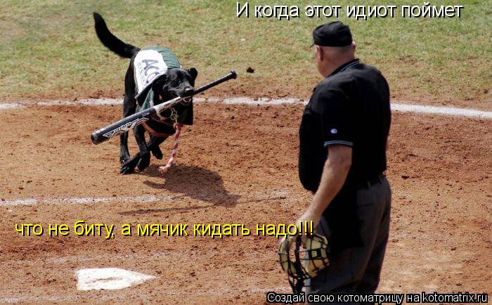 И когда этот идиот поймет что не биту, а мячик кидать надо!!!... Котоматрица: И когда этот идиот поймет что не биту, а мячик кидать надо!!!