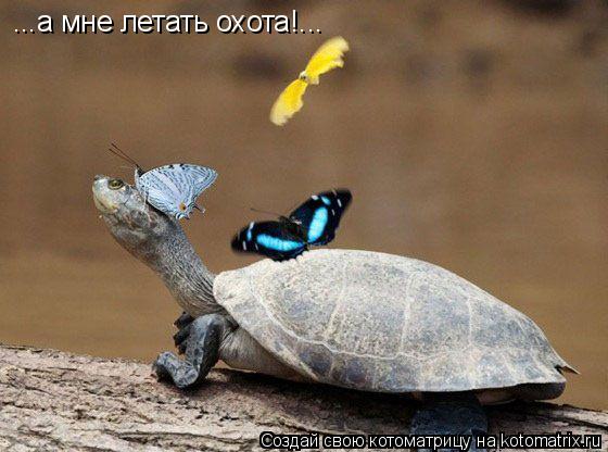 ...а мне летать охота!...... Котоматрица: ...а мне летать охота!...