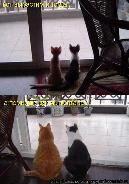 вот вырастим и тогда.... а помнишь как мы когда-то....... Котоматрица: вот вырастим и тогда.... а помнишь как мы когда-то....