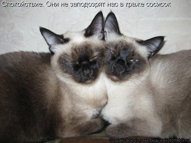 Спокойствие. Они не заподозрят нас в краже сосисок... Котоматрица: Спокойствие. Они не заподозрят нас в краже сосисок