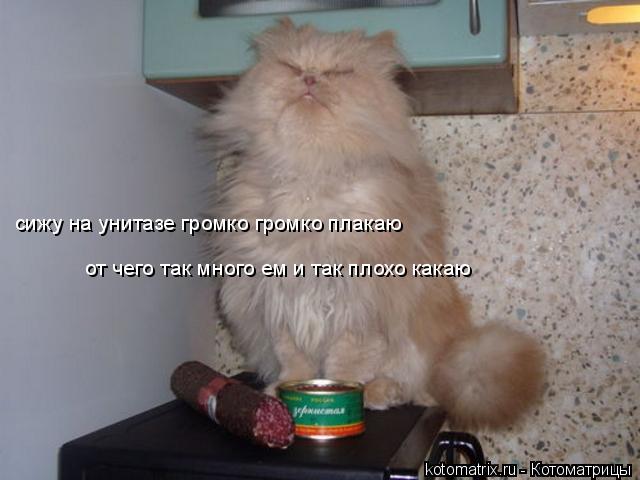 сижу на унитазе громко громко плакаю от чего так много ем и так плохо какаю... Котоматрица: сижу на унитазе громко громко плакаю от чего так много ем и так плохо какаю