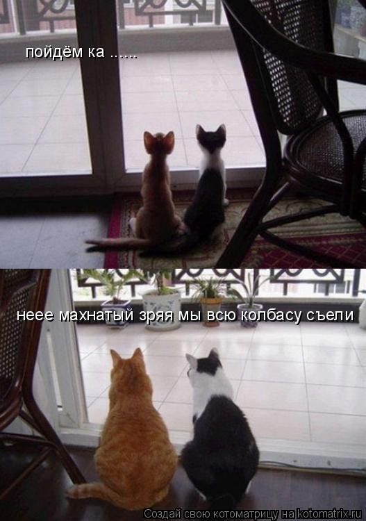 пойдём ка ...... неее махнатый зряя мы всю колбасу съели... Котоматрица: пойдём ка ...... неее махнатый зряя мы всю колбасу съели