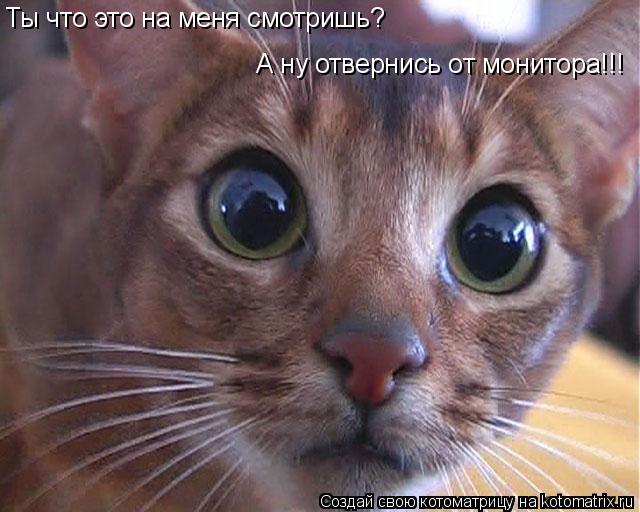 Котоматрица: Ты что это на меня смотришь? А ну отвернись от монитора!!!