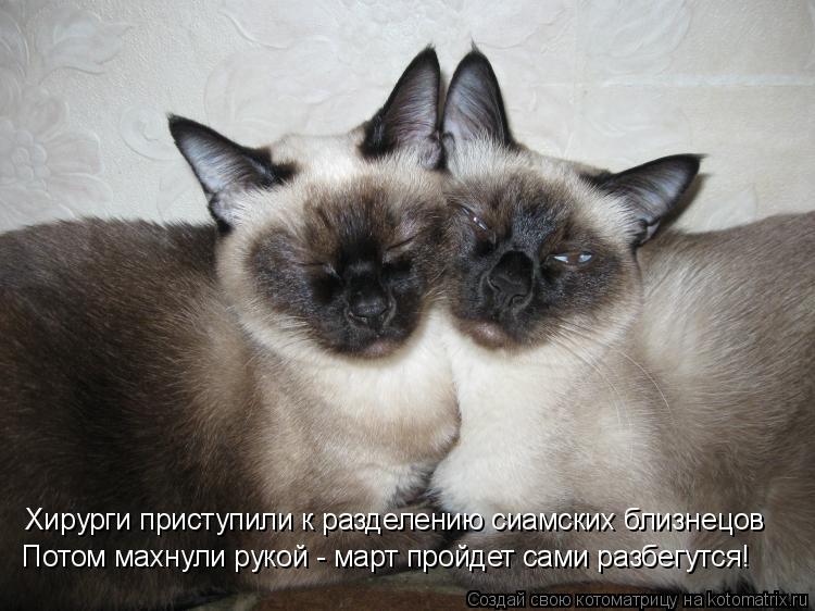 Хирурги приступили к разделению сиамских близнецов Потом махнули рукой - март пройдет сами разбегутся... Котоматрица: Хирурги приступили к разделению сиамских близнецов Потом махнули рукой - март пройдет сами разбегутся!