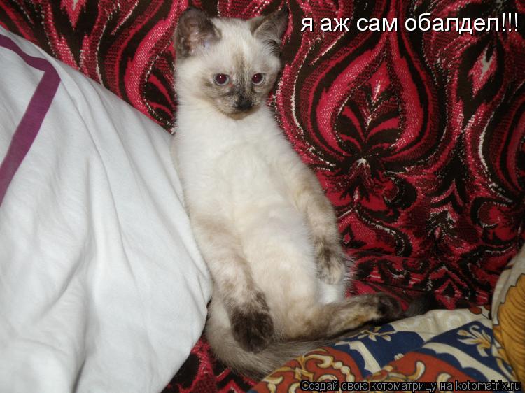 я аж сам обалдел!!! я аж сам обалдел!!!... Котоматрица: я аж сам обалдел!!! я аж сам обалдел!!!