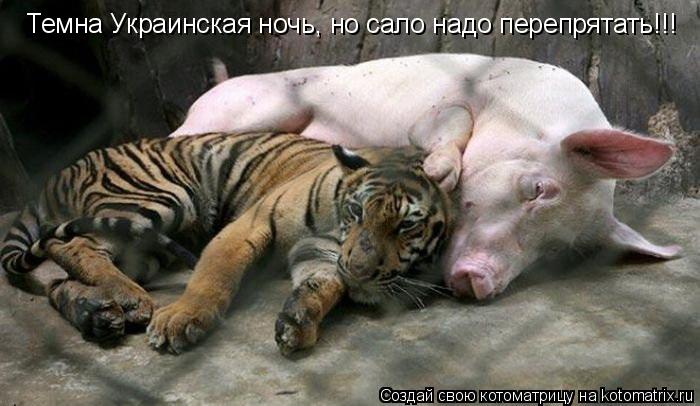 Темна Украинская ночь, но сало надо перепрятать!!!... Котоматрица: Темна Украинская ночь, но сало надо перепрятать!!!